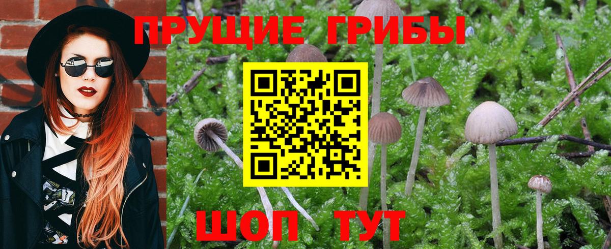 Галлюциногенные грибы GOLDEN TEACHER  Псилоцибиновые грибы Psilocybe  Нерюнгри  Вход с VPN 